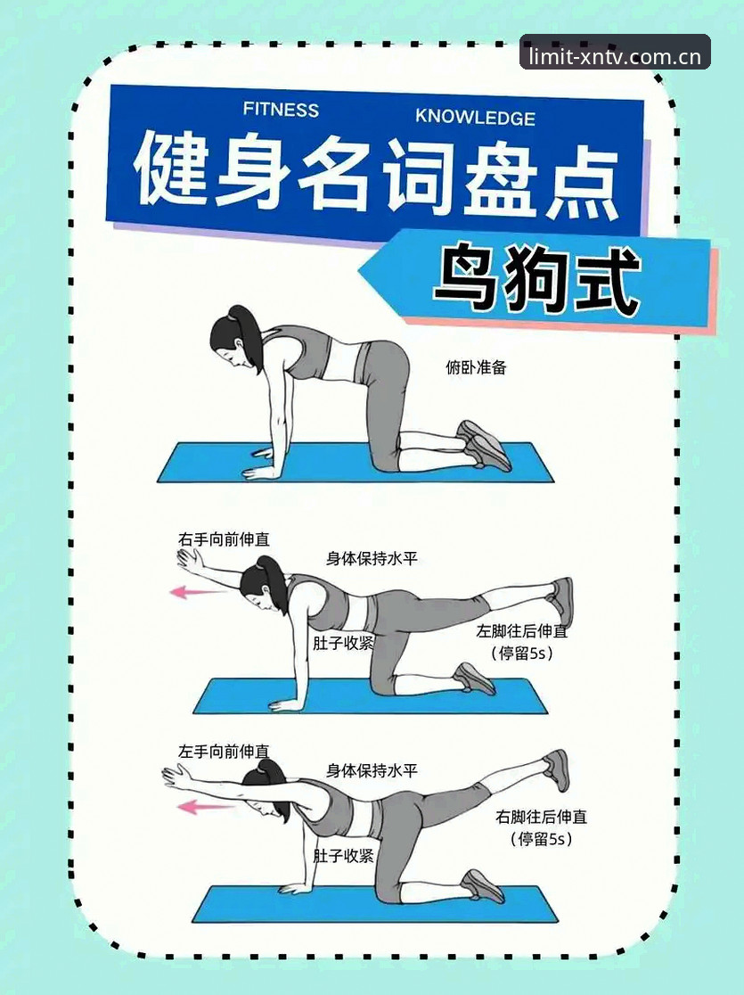 深度揭秘小鸟体育使用教程：从下载到高阶分析的完整指南